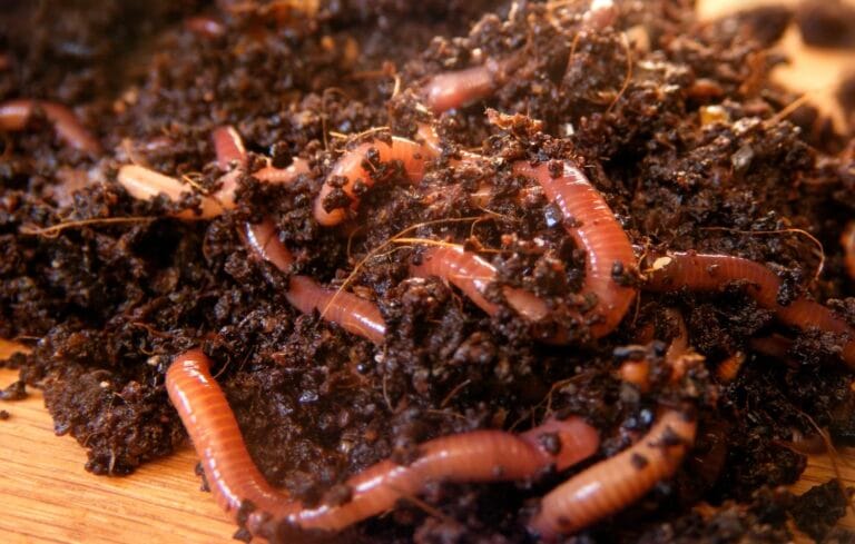 Worms for Vermicomposting : A Guide to Help You Navigate Vermicomposting Worm Types